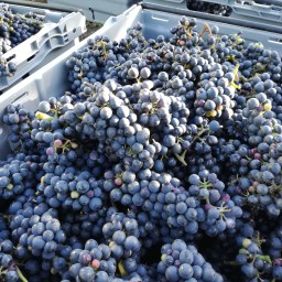 Öppet Hus på Åhus Vingård